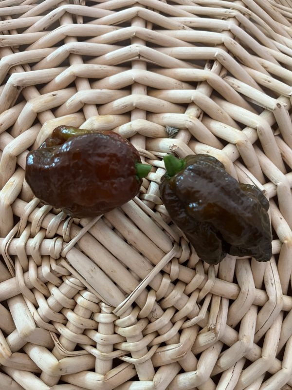 Chocolate Trinidad Scorpion Pepper
