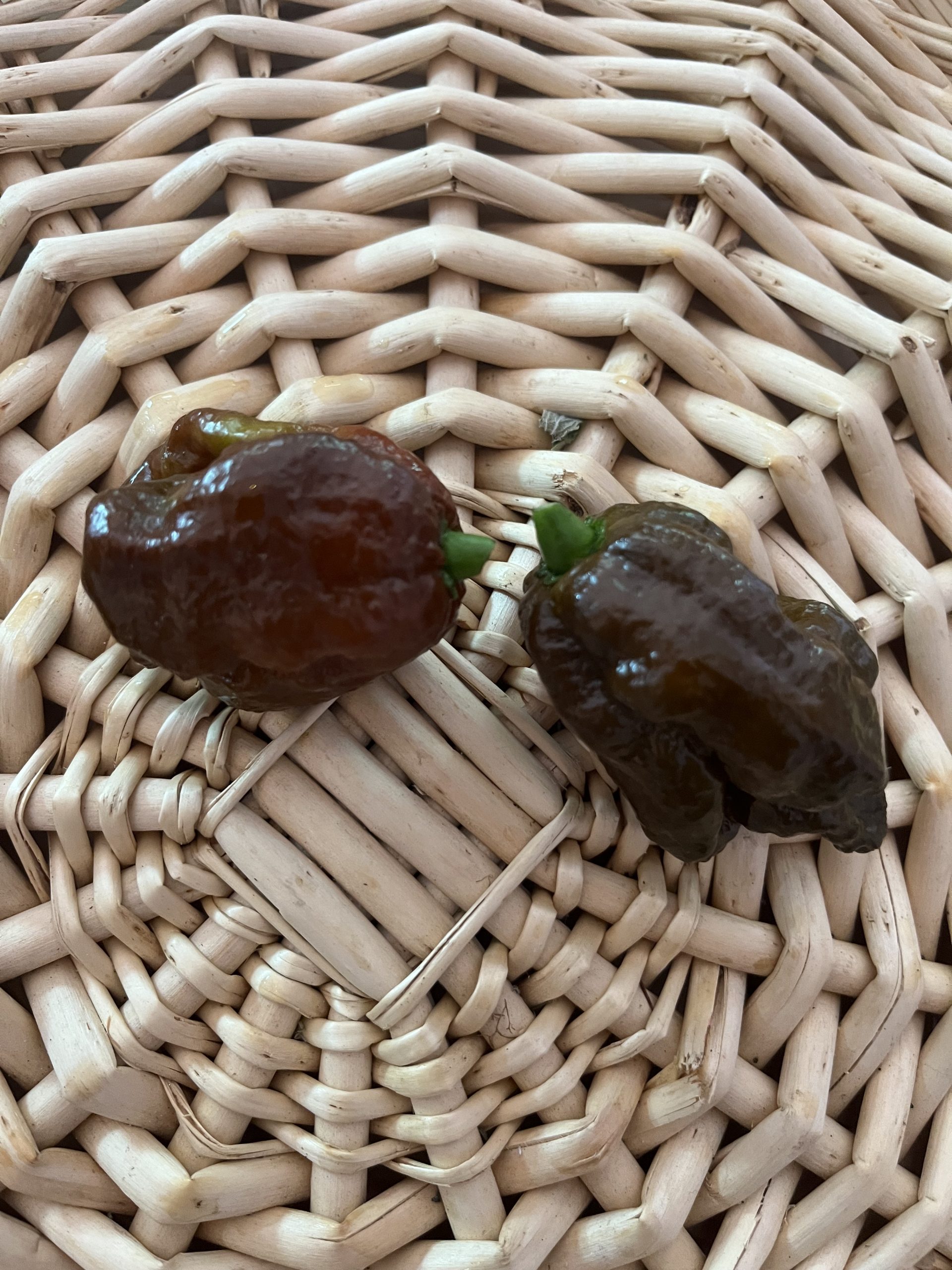 Chocolate Trinidad Scorpion Pepper - Image 1