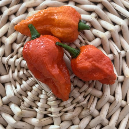 Apocalypse Scorpion Superhot Pepper