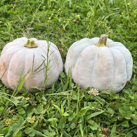 Koginut Winter Squash (each)