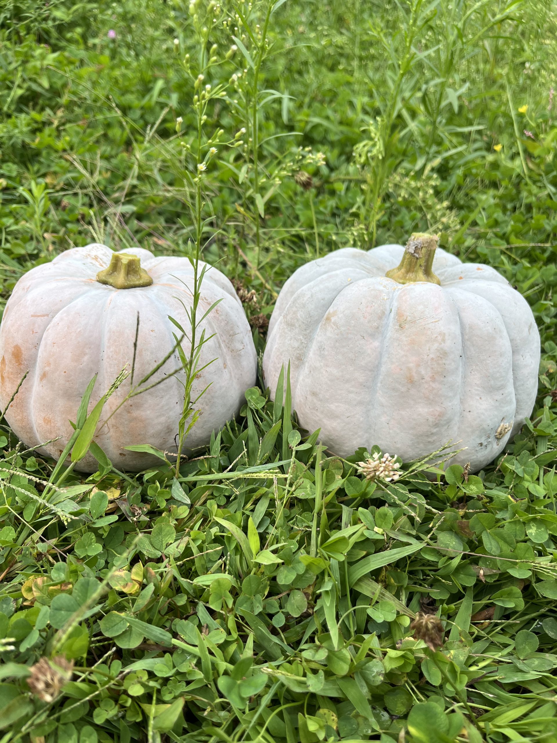Koginut Winter Squash (each) - Image 1
